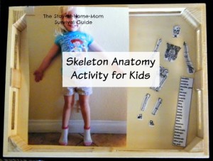 A hands on activity for studying the skeletal system with young children from preschool through elementary school.