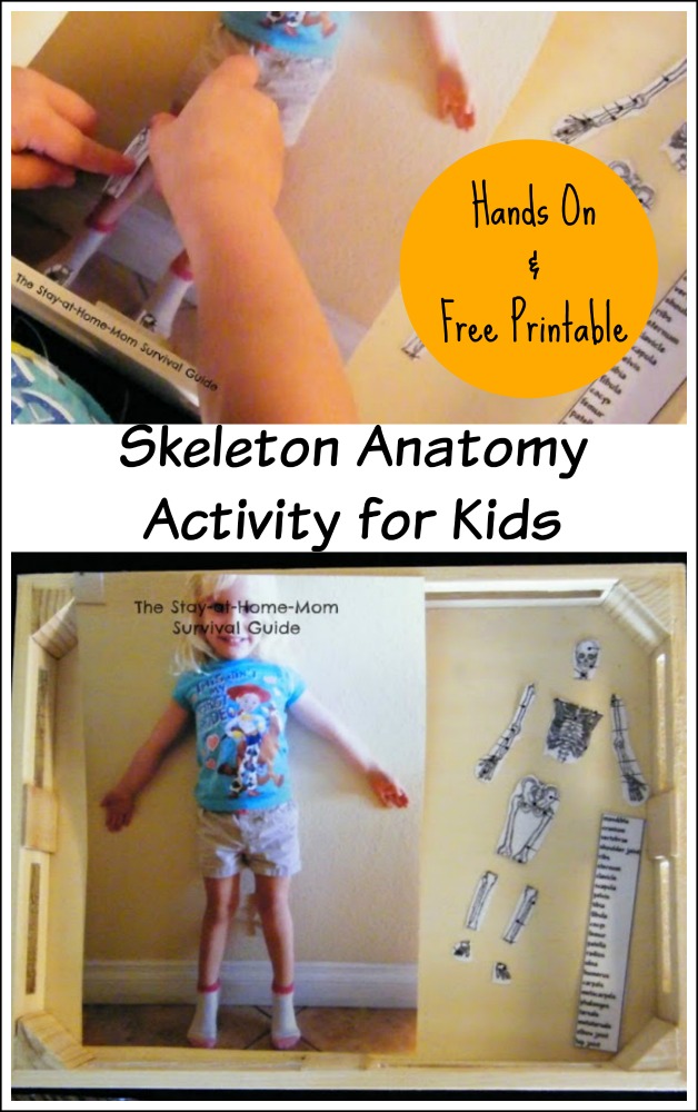 A fun hands-on way to let preschool, kindergarten or early elementary aged children explore their skeleton and learn the names of the bones. 