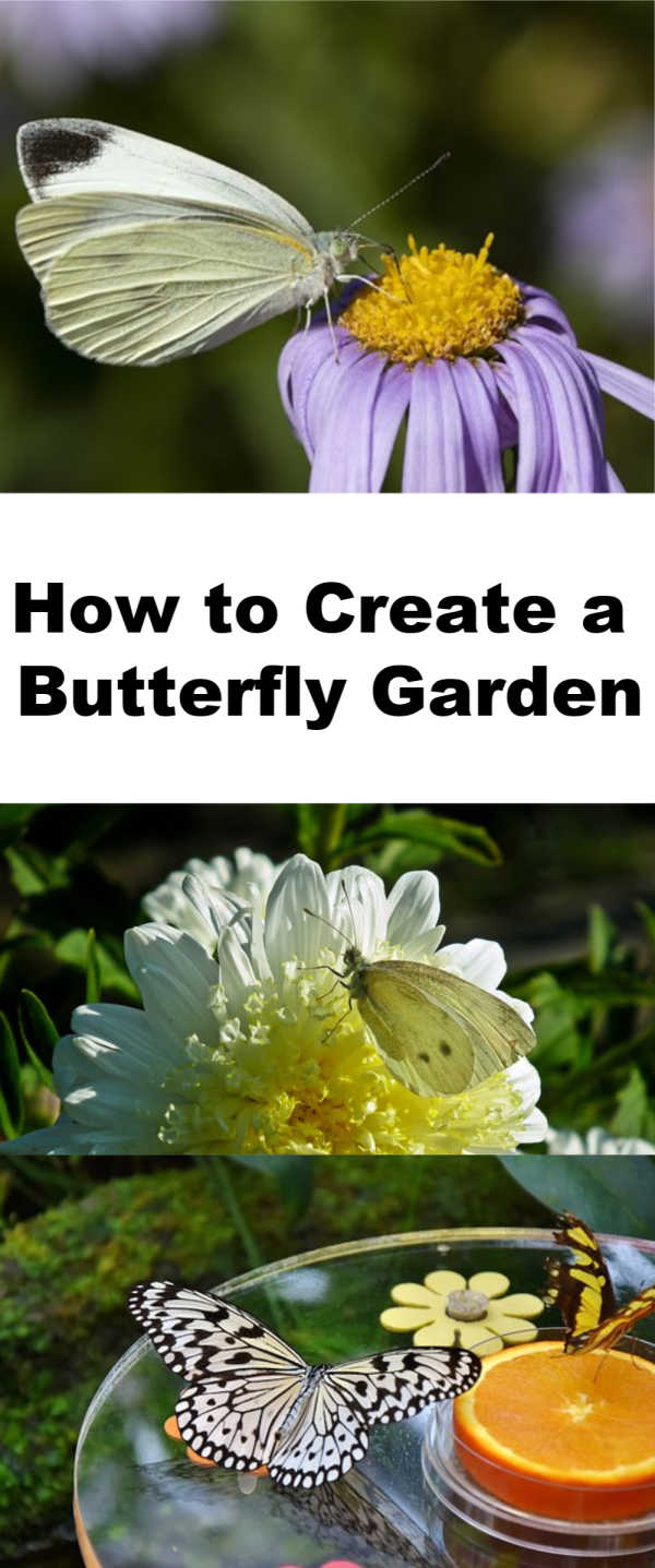 How to create a butterfly garden with kids.