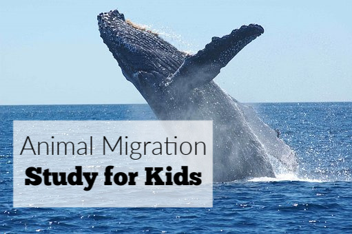 Studying animal migration school age activity. Great for homeschool learning as well. 
