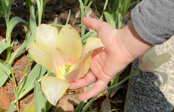 Child's hand on tulip. Quick ideas to give your garden a makeover.