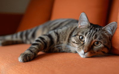 How to Recognize Skin Allergies and Choose Hypoallergenic Pet Products