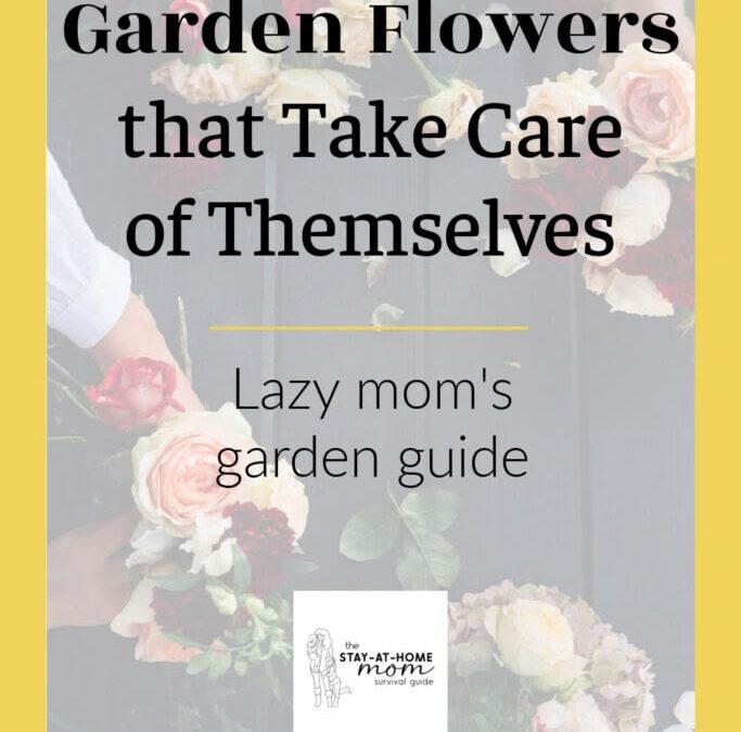 Lazy Mom’s garden: 5 flowers that will grow themselves, even if you forget to water them
